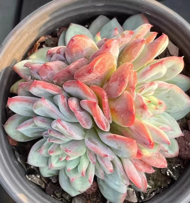 plant Aeonium Echeveria Haworthia  Caudex  Lithops Cactus  Agave 