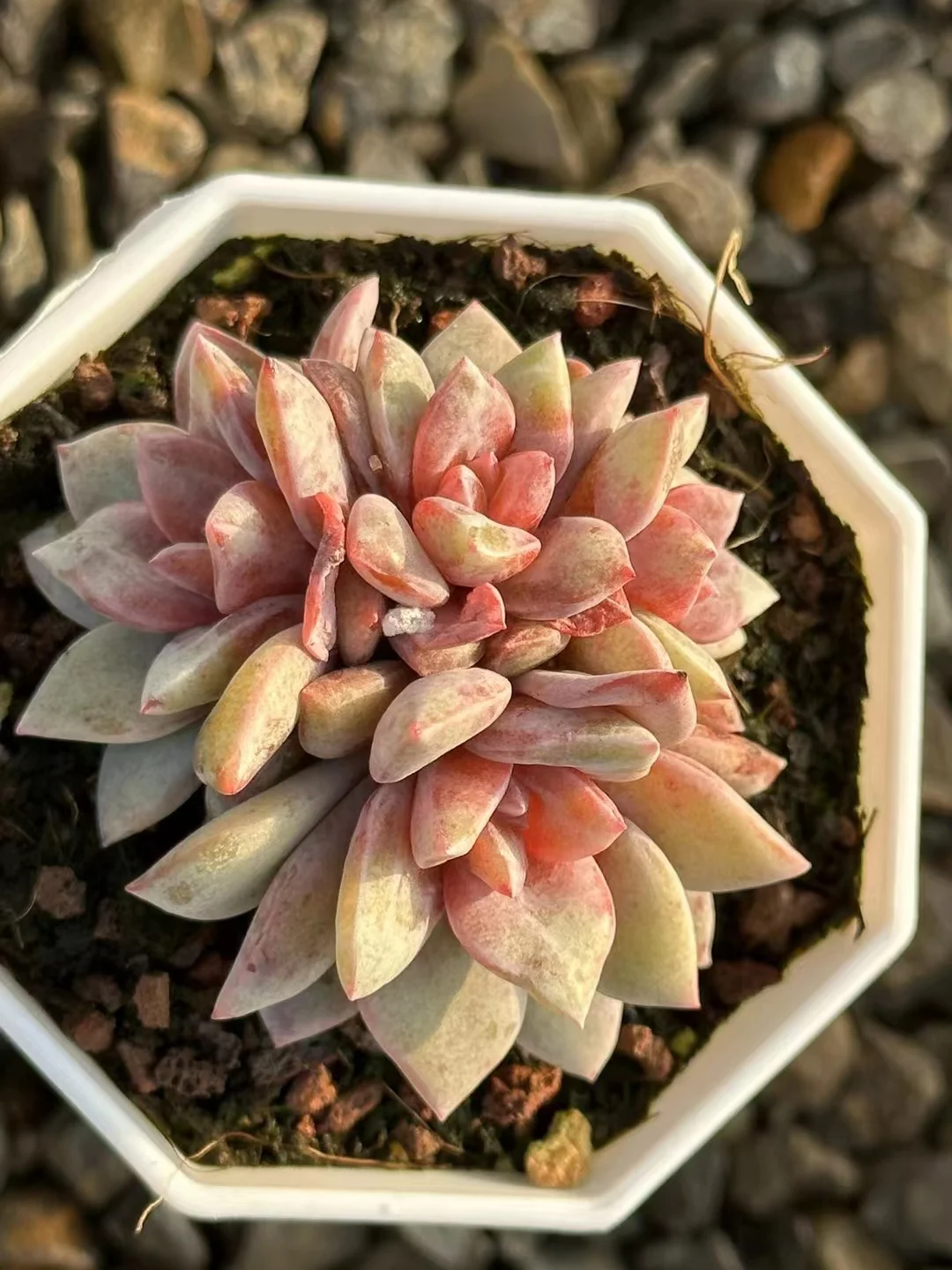 plant Aeonium Echeveria Haworthia  Caudex  Lithops Cactus  Agave 