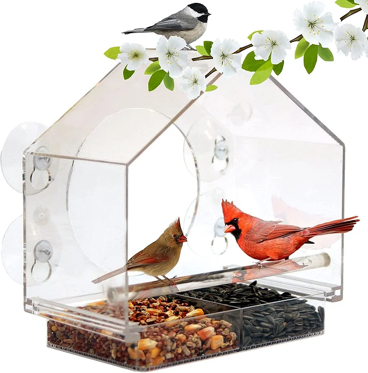 Transparent window bird feeder with powerful suction cups