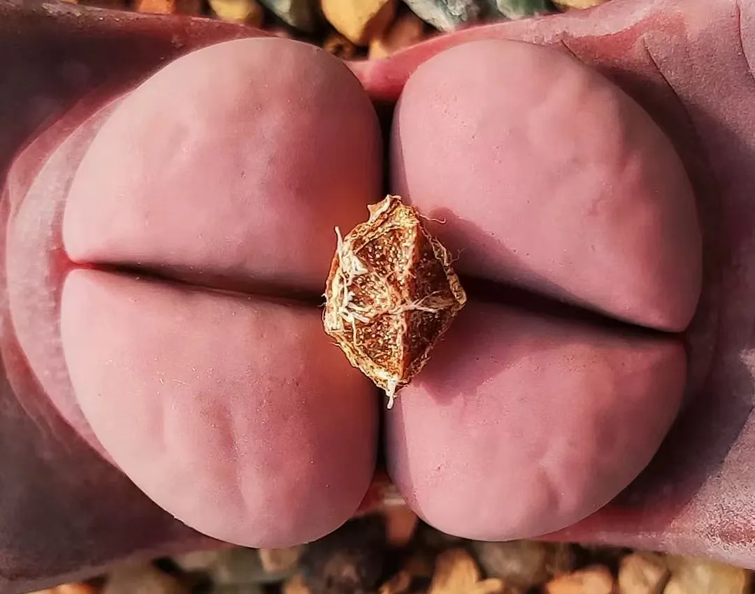 plant Aeonium Echeveria Haworthia  Caudex  Lithops Cactus  Agave 