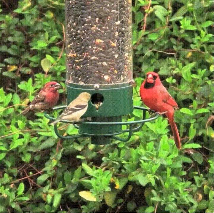 Squirrel-Proof Bird Feeder - anxific