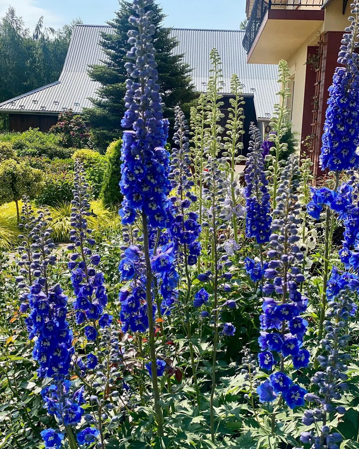 Delphinium Seeds-Mixed 7 Colors