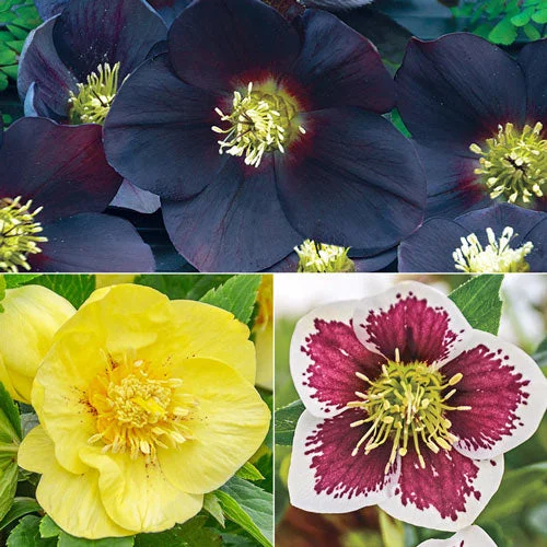 Honeymoon Hellebore Collection