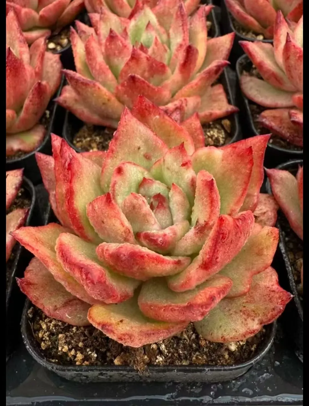 plant Aeonium Echeveria Haworthia  Caudex  Lithops Cactus  Agave 