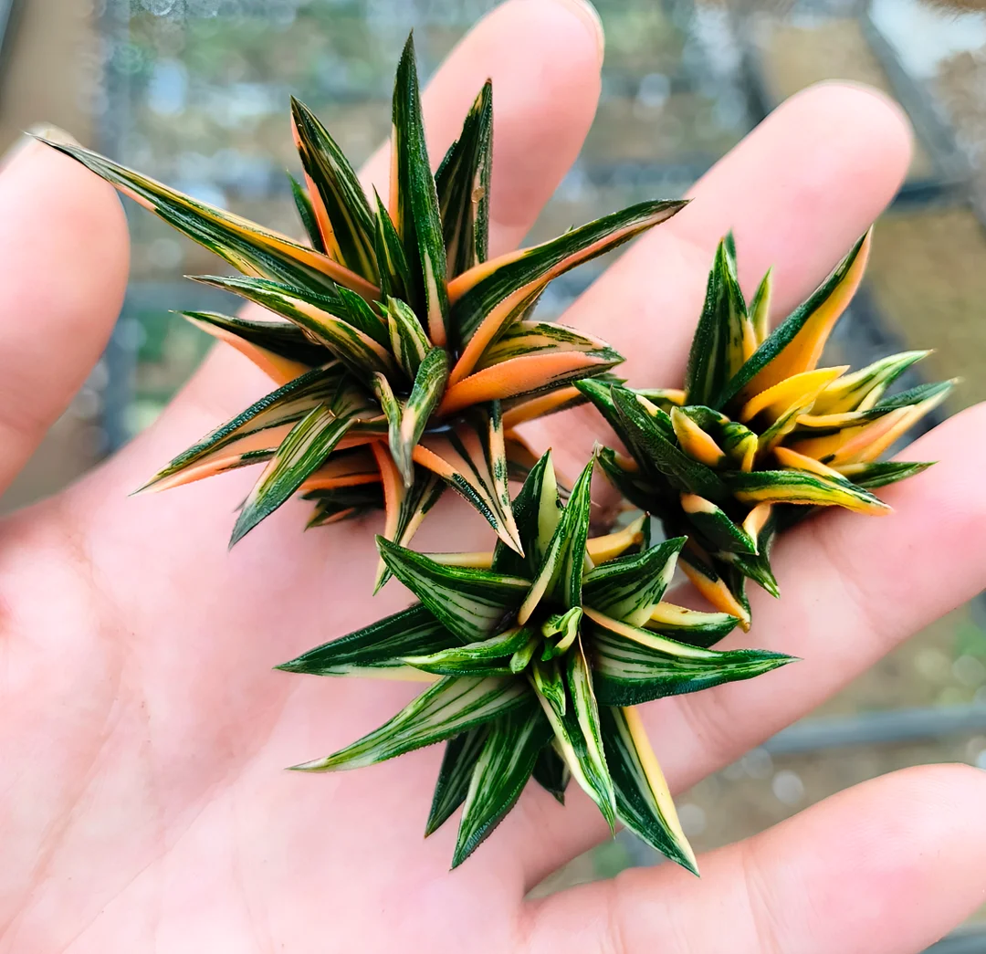 plant Aeonium Echeveria Haworthia  Caudex  Lithops Cactus  Agave 