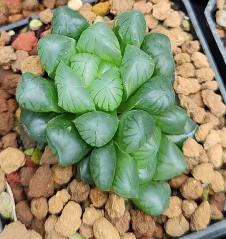 plant Aeonium Echeveria Haworthia  Caudex  Lithops Cactus  Agave 