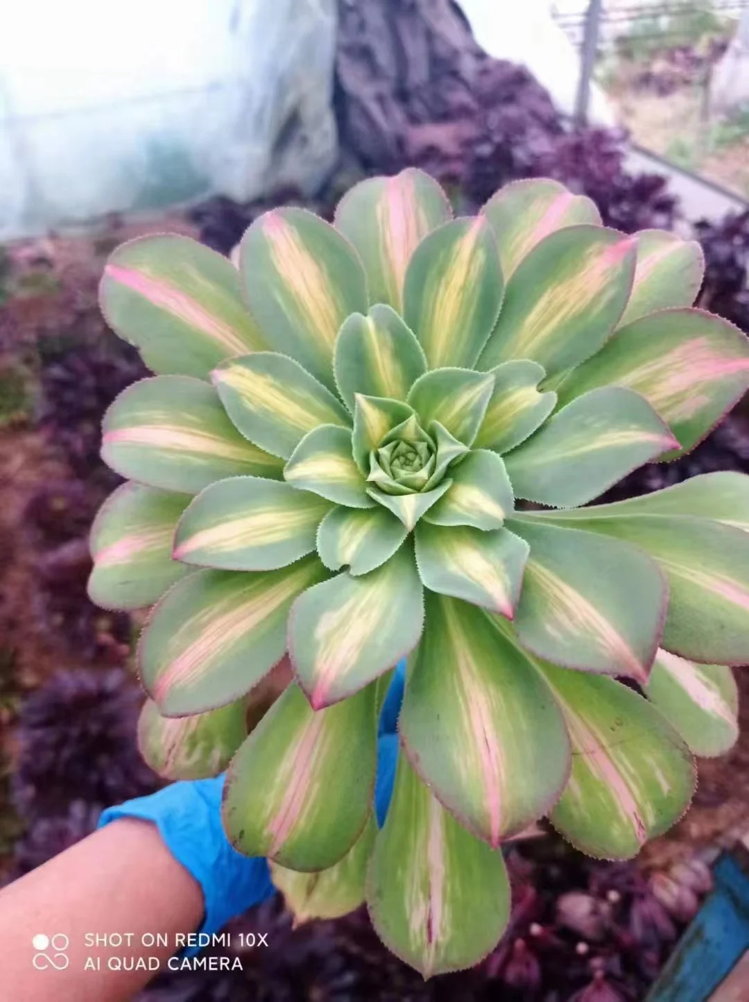 plant Aeonium Echeveria Haworthia  Caudex  Lithops Cactus  Agave 