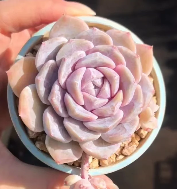 246. Echeveria Hamburg single head and cluster/Echeveria/Succulent plants/ Garden landscape / Carefully select healthy plants