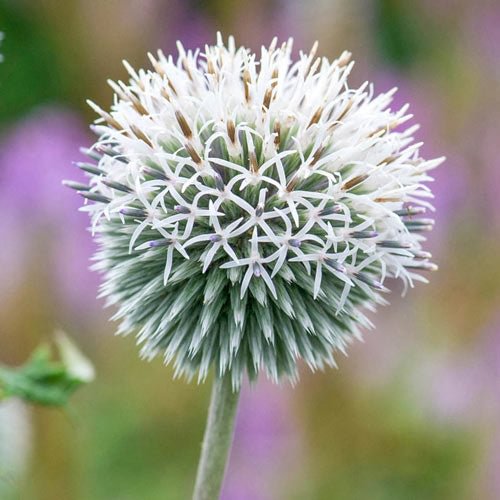 Star Frost Globe Thistle