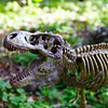 Tyrannosaurus Rex Skeleton Model Kit - 1:15 Scale T-Rex Dino Skeleton - Build & Learn STEM Toy for Kids Ages 6+