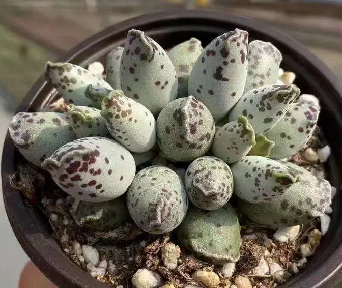 plant Aeonium Echeveria Haworthia  Caudex  Lithops Cactus  Agave 