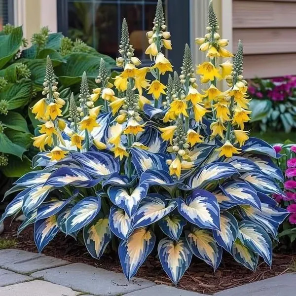 🔥🔥Last day clearance🔥Premium Rare Hosta Seeds🌿Shade-Tolerant Plant