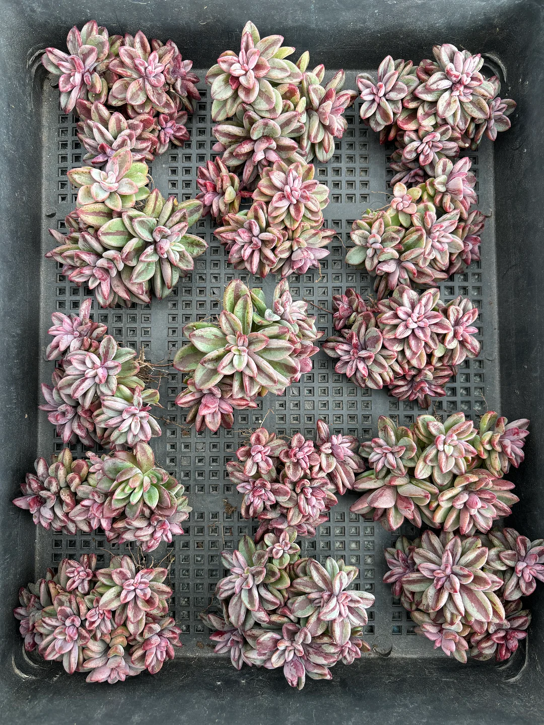 plant Aeonium Echeveria Haworthia  Caudex  Lithops Cactus  Agave 