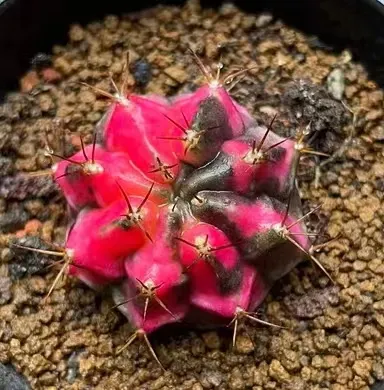 plant Aeonium Echeveria Haworthia  Caudex  Lithops Cactus  Agave 