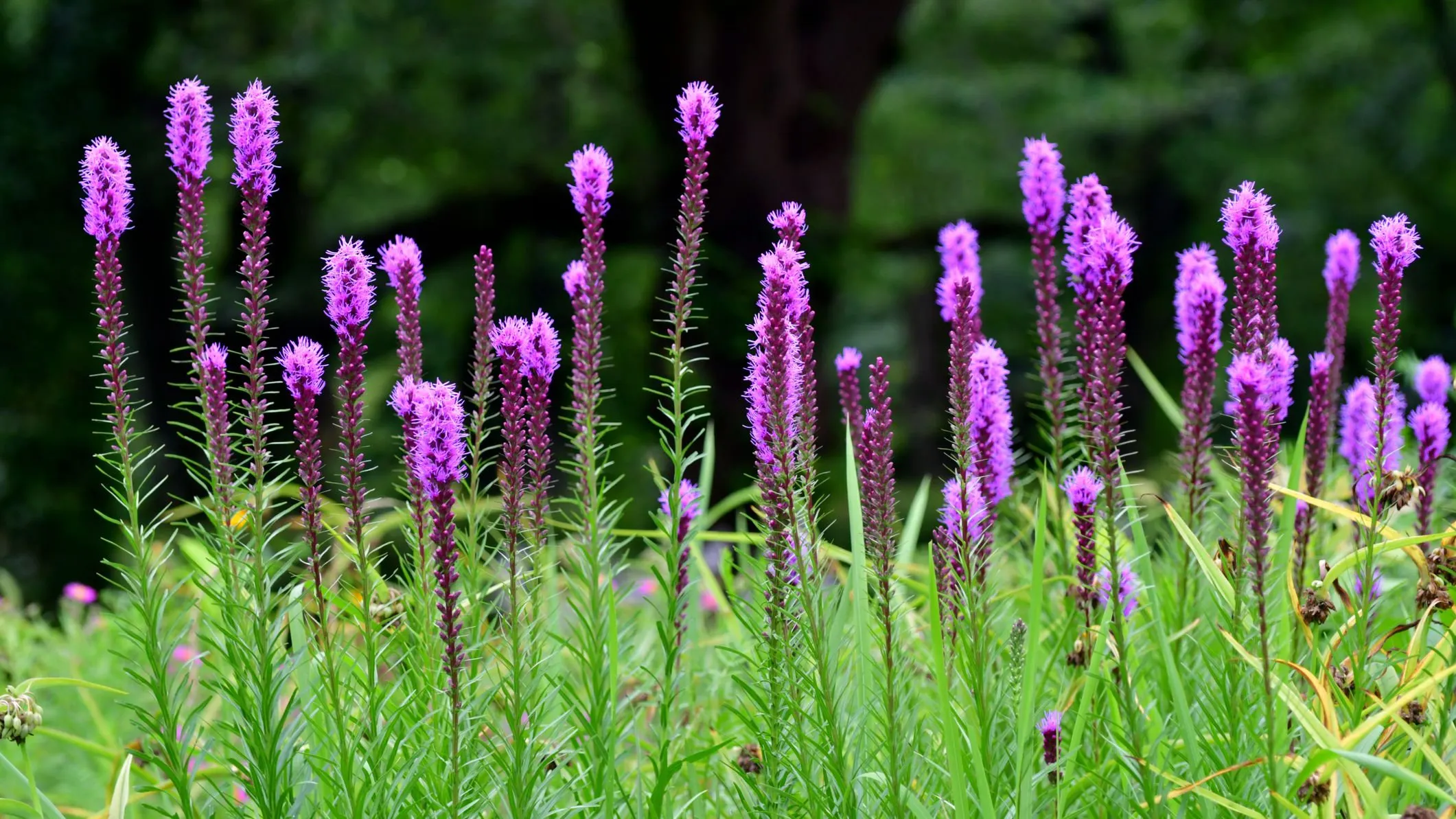 Prairie Blazing Star Seeds🦋