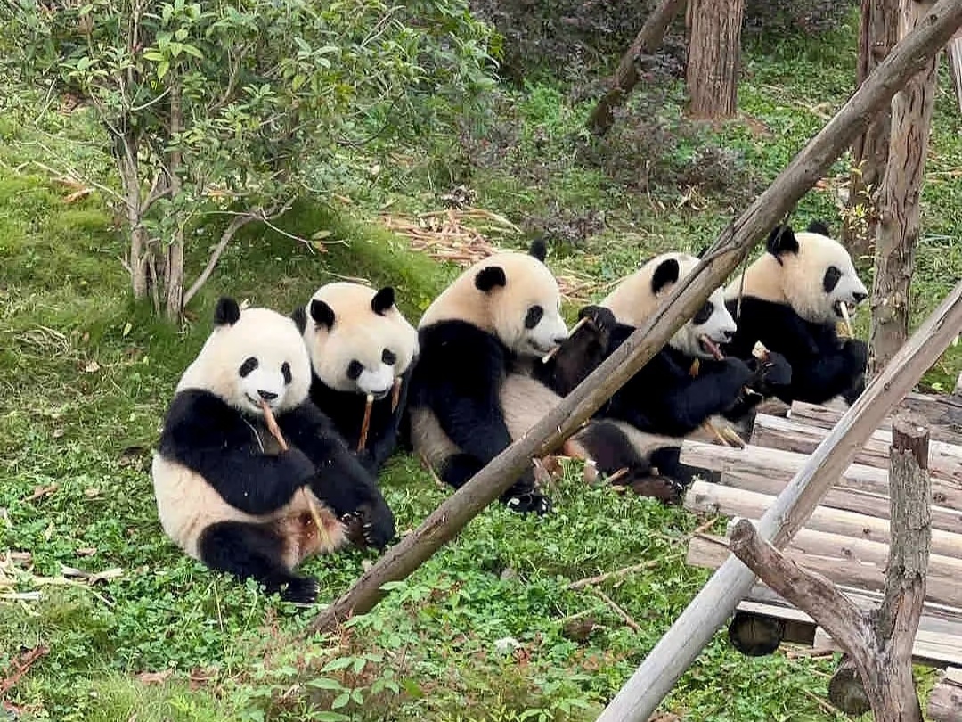 4-Day Scenic Adventure: Panda Valley, Jiuzhaigou, Huanglong & Mount Siguniang