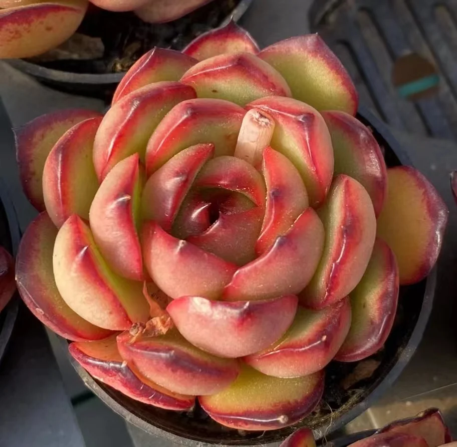 527. Echeveria  Paulie Anna . singler head 4-5cm / Echeveria/ Succulent plants / Garden landscape / Carefully select healthy plants