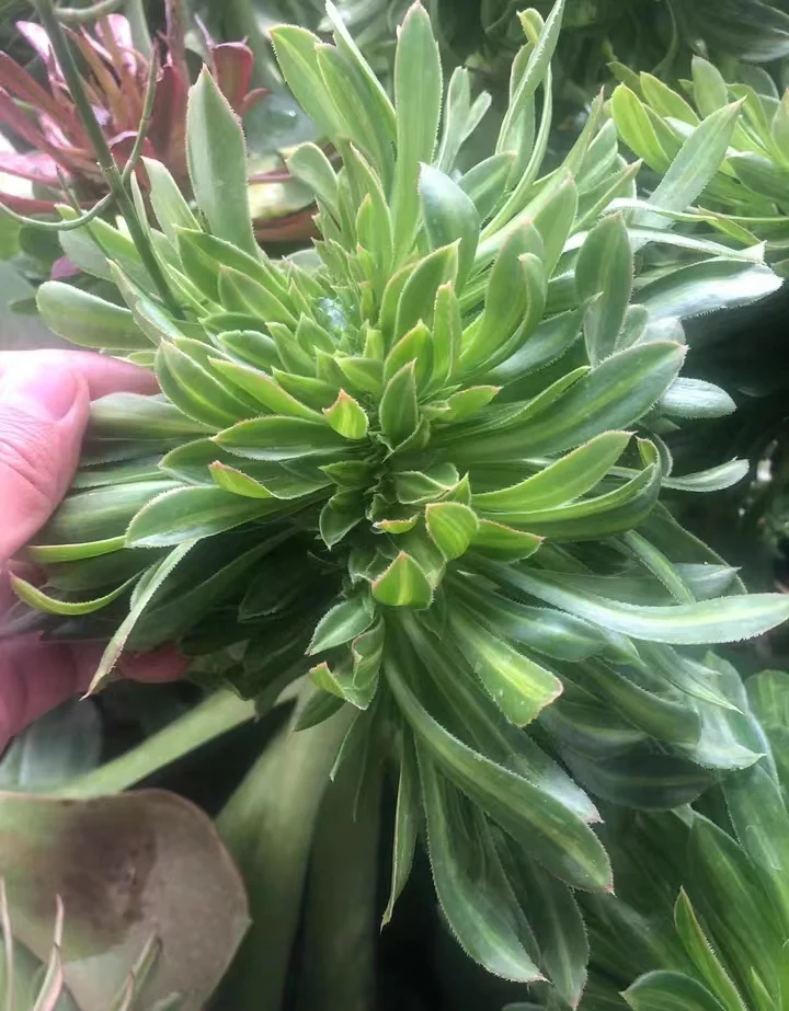 plant Aeonium Echeveria Haworthia  Caudex  Lithops Cactus  Agave 