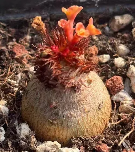 plant Aeonium Echeveria Haworthia  Caudex  Lithops Cactus  Agave 