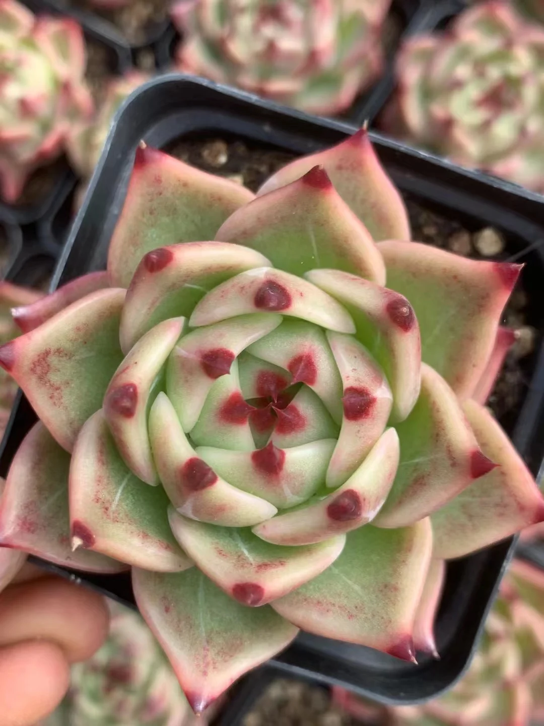 plant Aeonium Echeveria Haworthia  Caudex  Lithops Cactus  Agave 