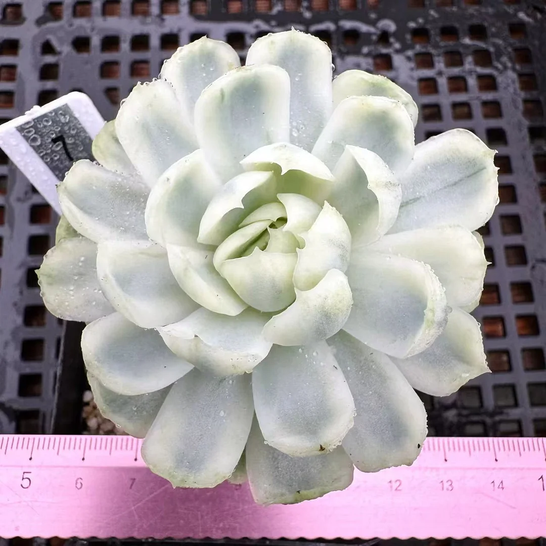 plant Aeonium Echeveria Haworthia  Caudex  Lithops Cactus  Agave 