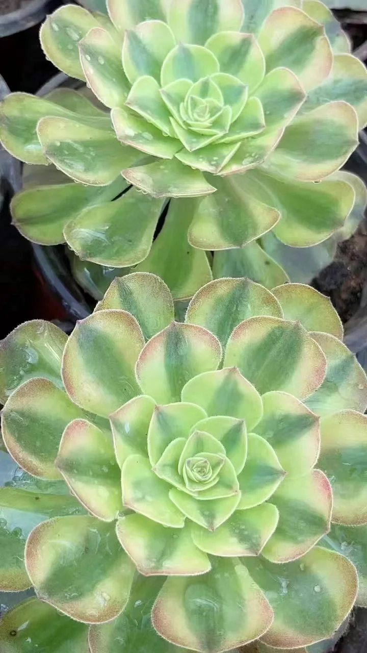 plant Aeonium Echeveria Haworthia  Caudex  Lithops Cactus  Agave 