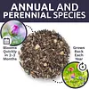 Wildflower Seeds Butterfly and Humming Bird Mix  23 Species 7,500 Seeds Packet