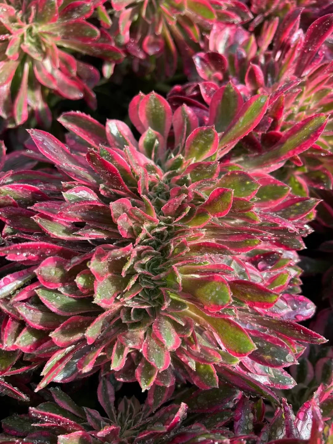 297.Godness crested/ Aeonium crested / Aeonium plants /Garden landscape / Carefully select healthy plants
