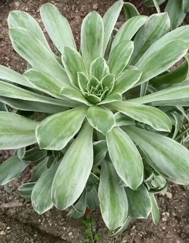 plant Aeonium Echeveria Haworthia  Caudex  Lithops Cactus  Agave 