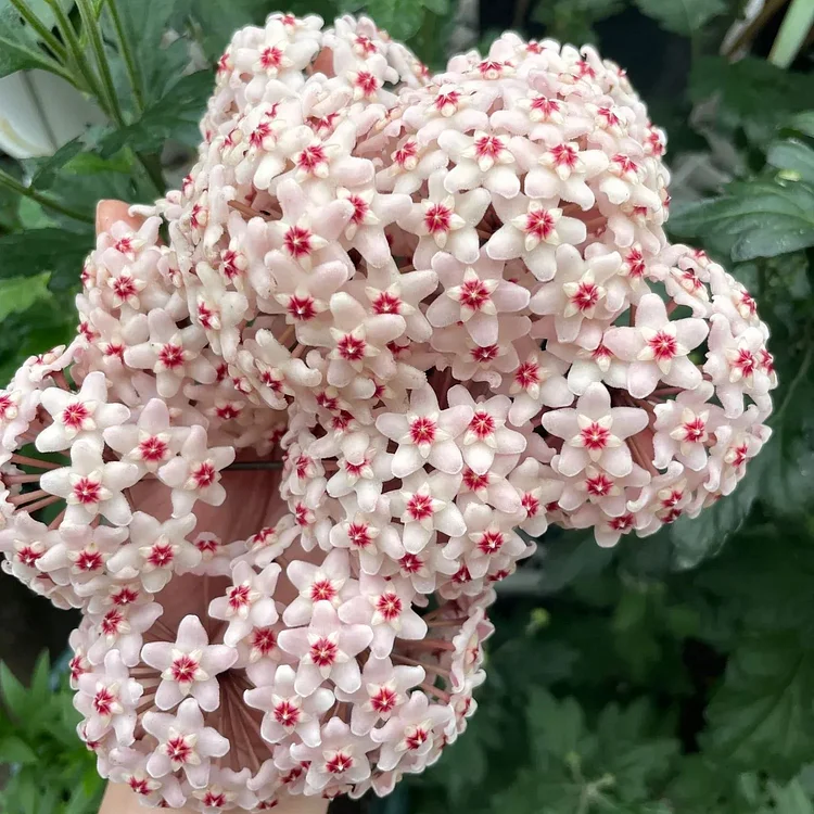 Hsi Chen◇ガラス花どめ アイボリー1個＆ピンク 7個◇オブジェ Hoya