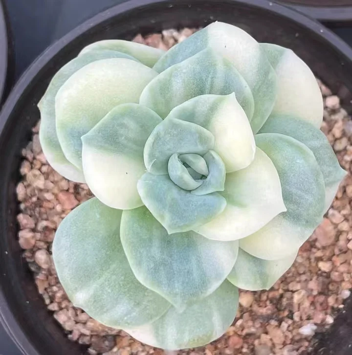 plant Aeonium Echeveria Haworthia  Caudex  Lithops Cactus  Agave 