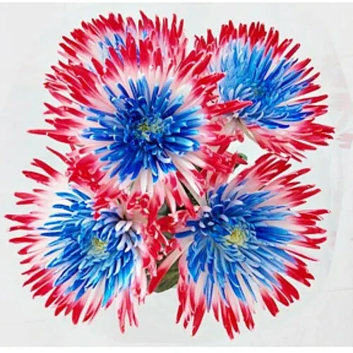 Mixed Spider Mums Flower Seeds-Over 20 Colors