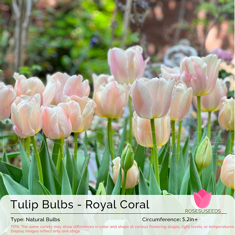 Tulip Bulbs - Royal Coral