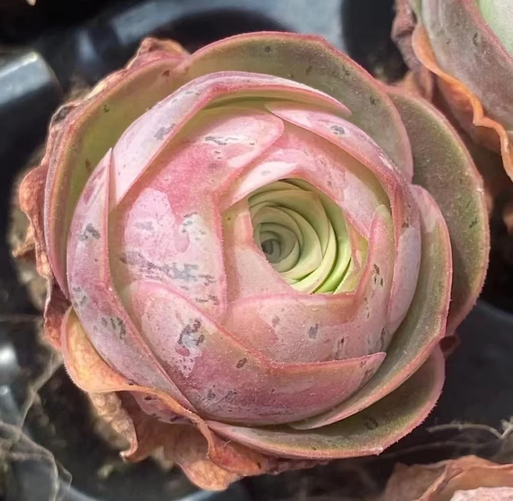 plant Aeonium Echeveria Haworthia  Caudex  Lithops Cactus  Agave 