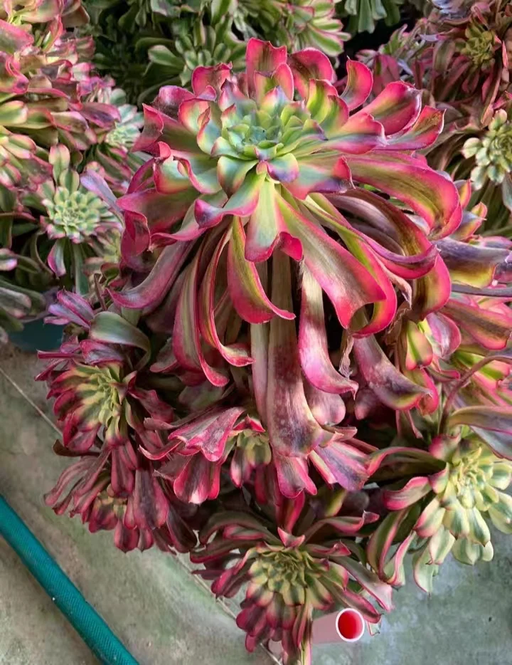 plant Aeonium Echeveria Haworthia  Caudex  Lithops Cactus  Agave 