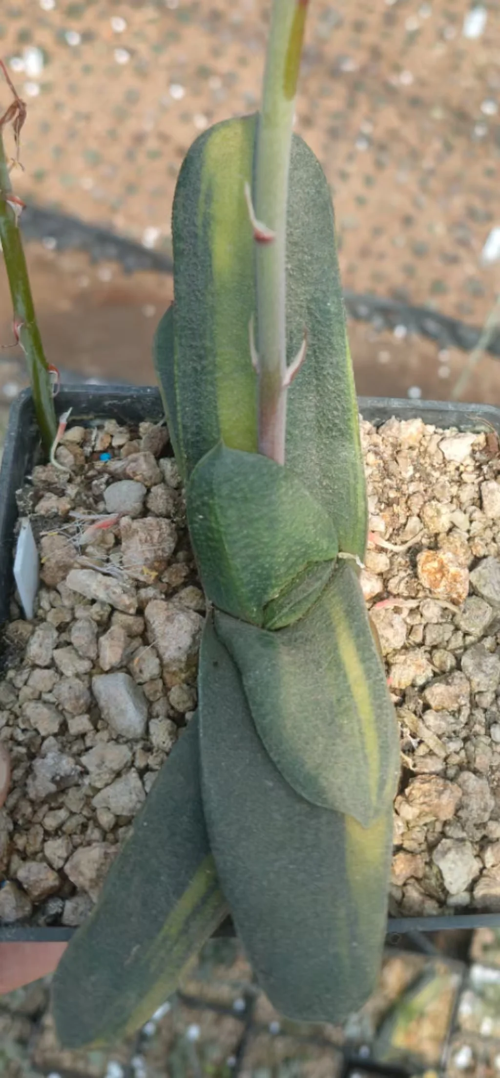 onestock.Gasteriea armstrongii f.variegata 10cm/ Haworthia/ Succulent plants / Garden landscape / Carefully select healthy plants