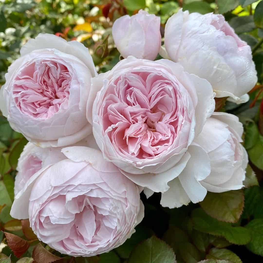 Earth Angel Floribunda Rose Seeds Jonyparkseed®