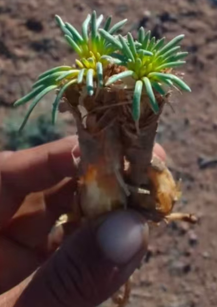 plant Aeonium Echeveria Haworthia  Caudex  Lithops Cactus  Agave 