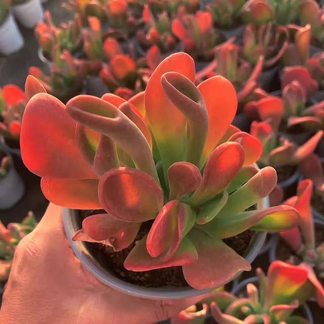 plant Aeonium Echeveria Haworthia  Caudex  Lithops Cactus  Agave 