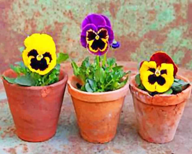

Pansy Flowers – Plants Paint By Numbers - 40*50CM, 501 Original