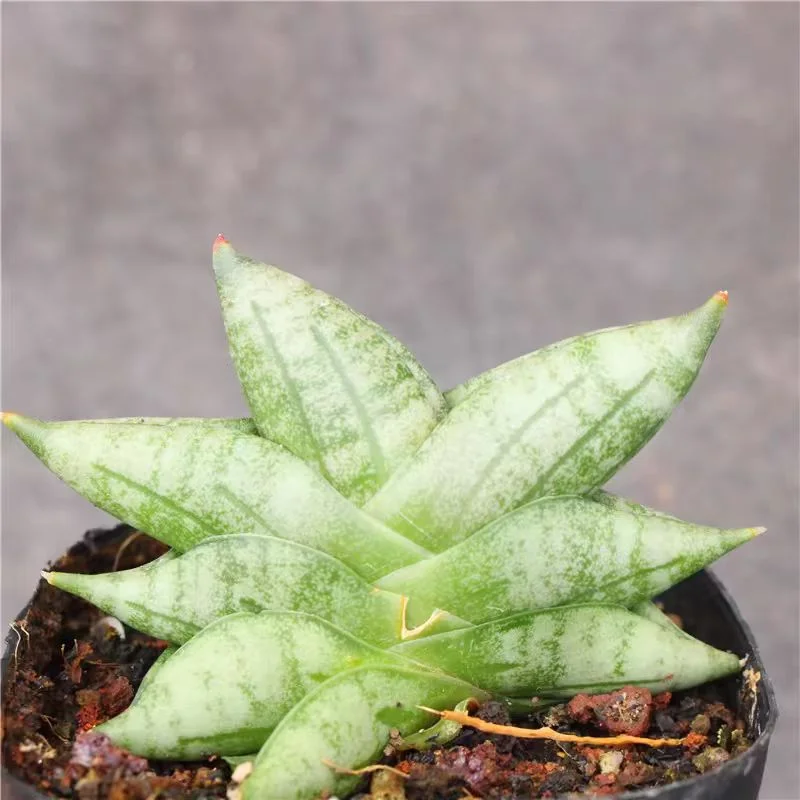 ky6. Dracaena ‘Dwarf Boncel 6-7cm/ Haworthia / Succulent plants / Garden landscape / Carefully select healthy plants