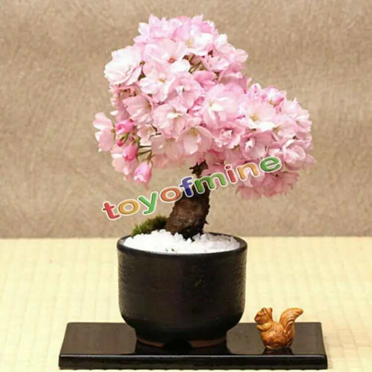 20PCS Cherry Bonsai Bonsai Tree Japanese New Blossoms Sakura seeds Flower  Seeds
