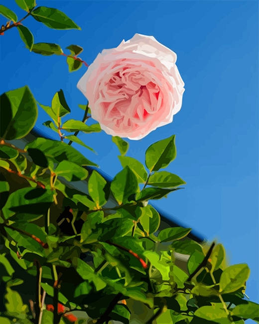

Fresh Rose- Paint By Numbers - 40*50CM, 501 Original