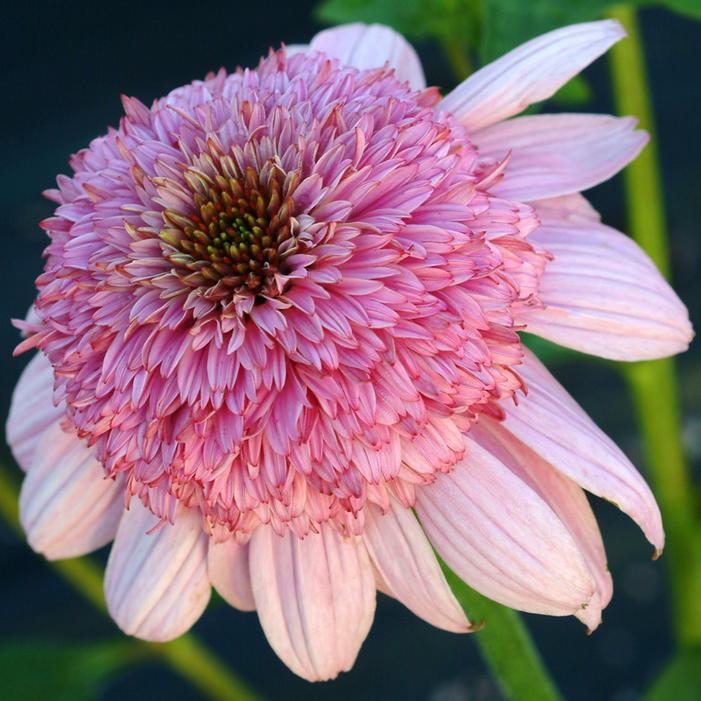 Echinacea 'Secret Romance' (Coneflower) Jonyparkseed®
