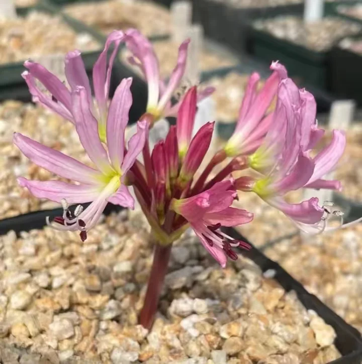 793.  brunsvigia radula  1-1.5cm / Caudex  / Succulent plants / Garden landscape / Carefully select healthy plants
