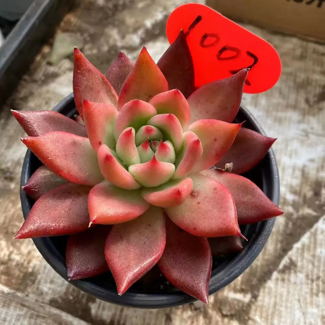 plant Aeonium Echeveria Haworthia  Caudex  Lithops Cactus  Agave 