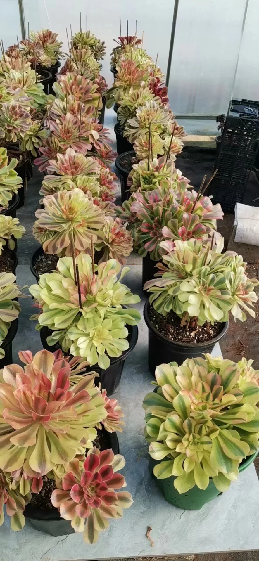 plant Aeonium Echeveria Haworthia  Caudex  Lithops Cactus  Agave 