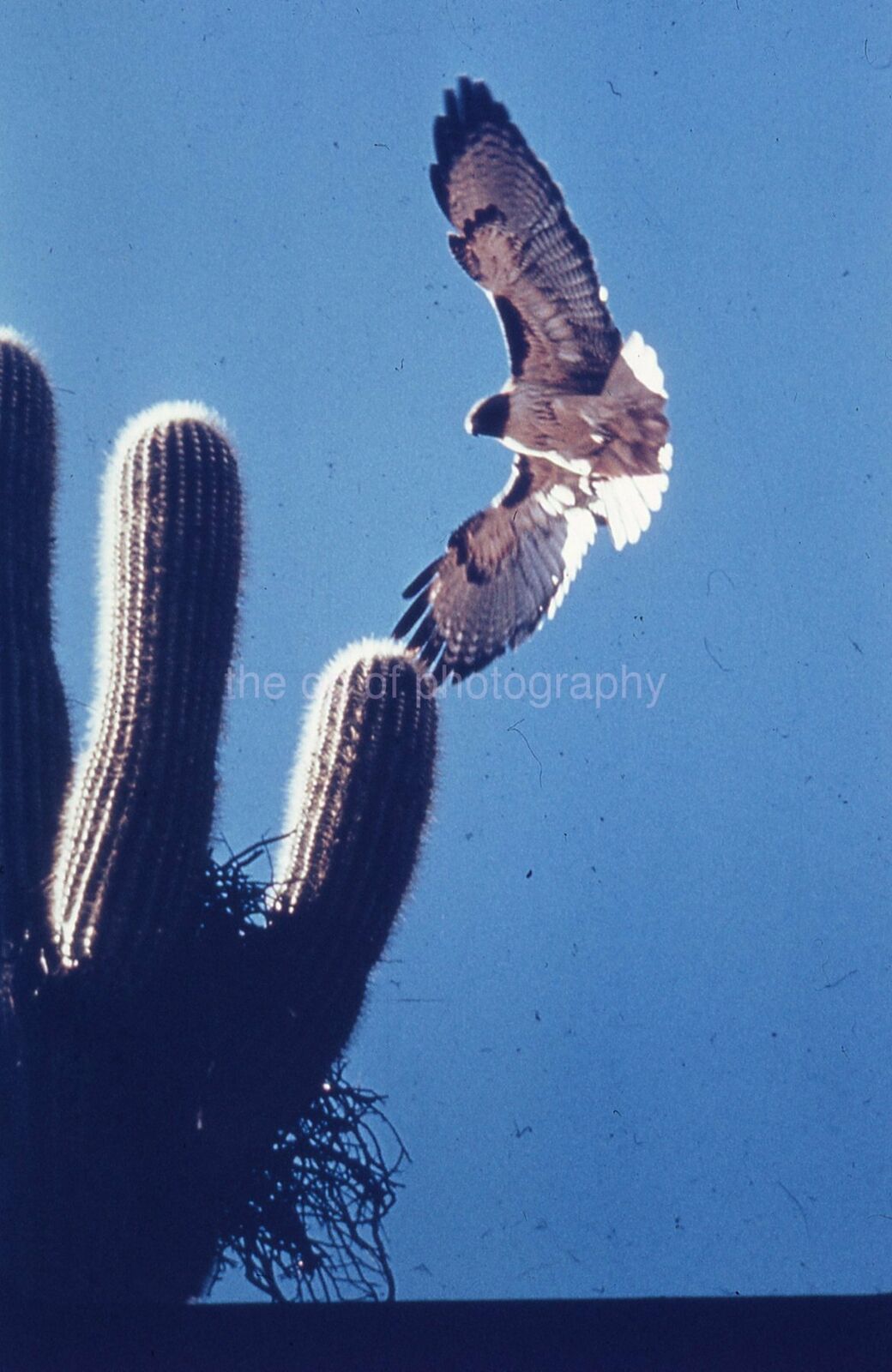 HAWK 35mm SLIDE BIRD Vintage COLOR Photo Poster painting 15 T 19 L