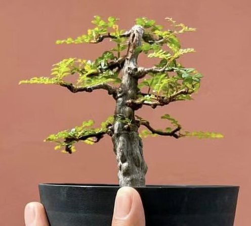 921. Operculicarya decaryi 0.5-1cm /Caudex/Succulent plants/Garden landscape / Carefully select healthy plants