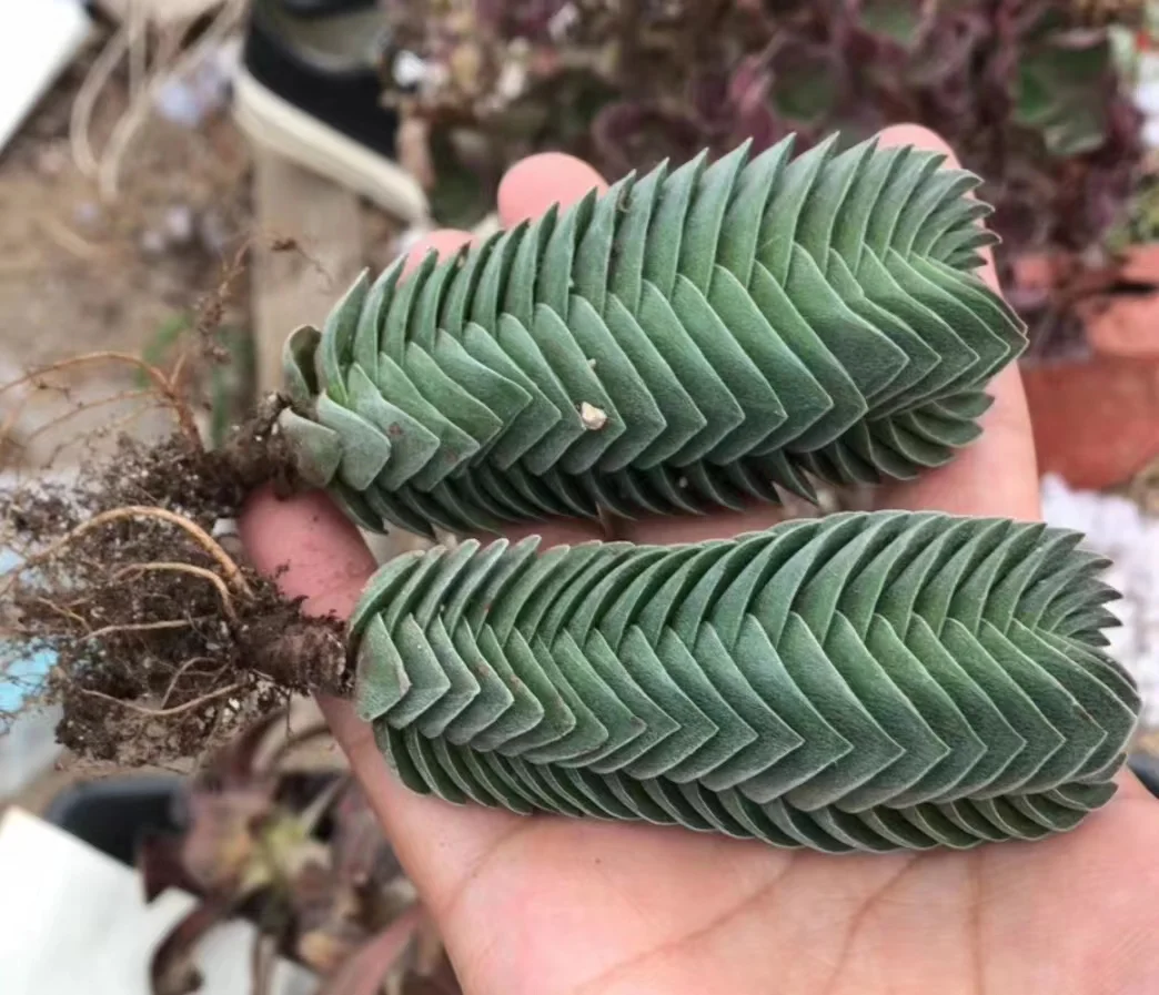 plant Aeonium Echeveria Haworthia  Caudex  Lithops Cactus  Agave 